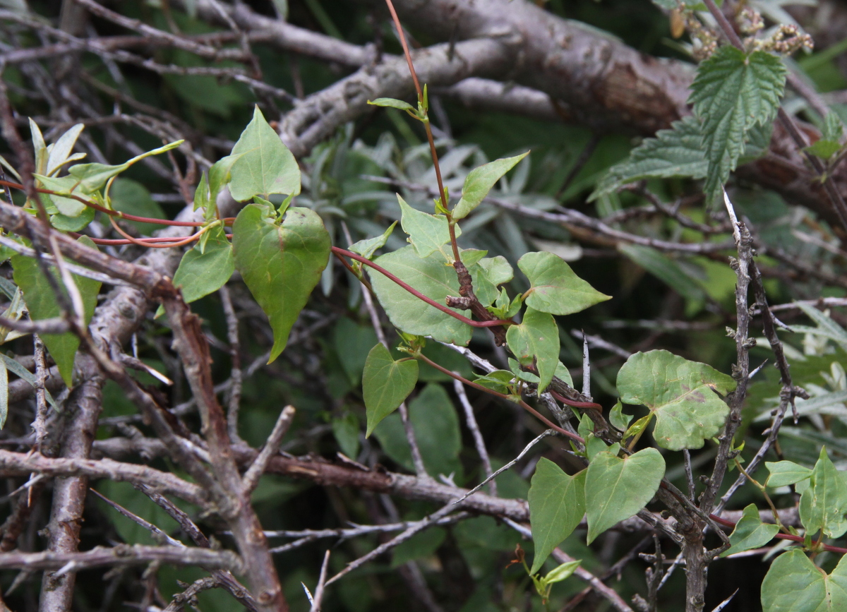 Fallopia dumetorum (door Peter Meininger)