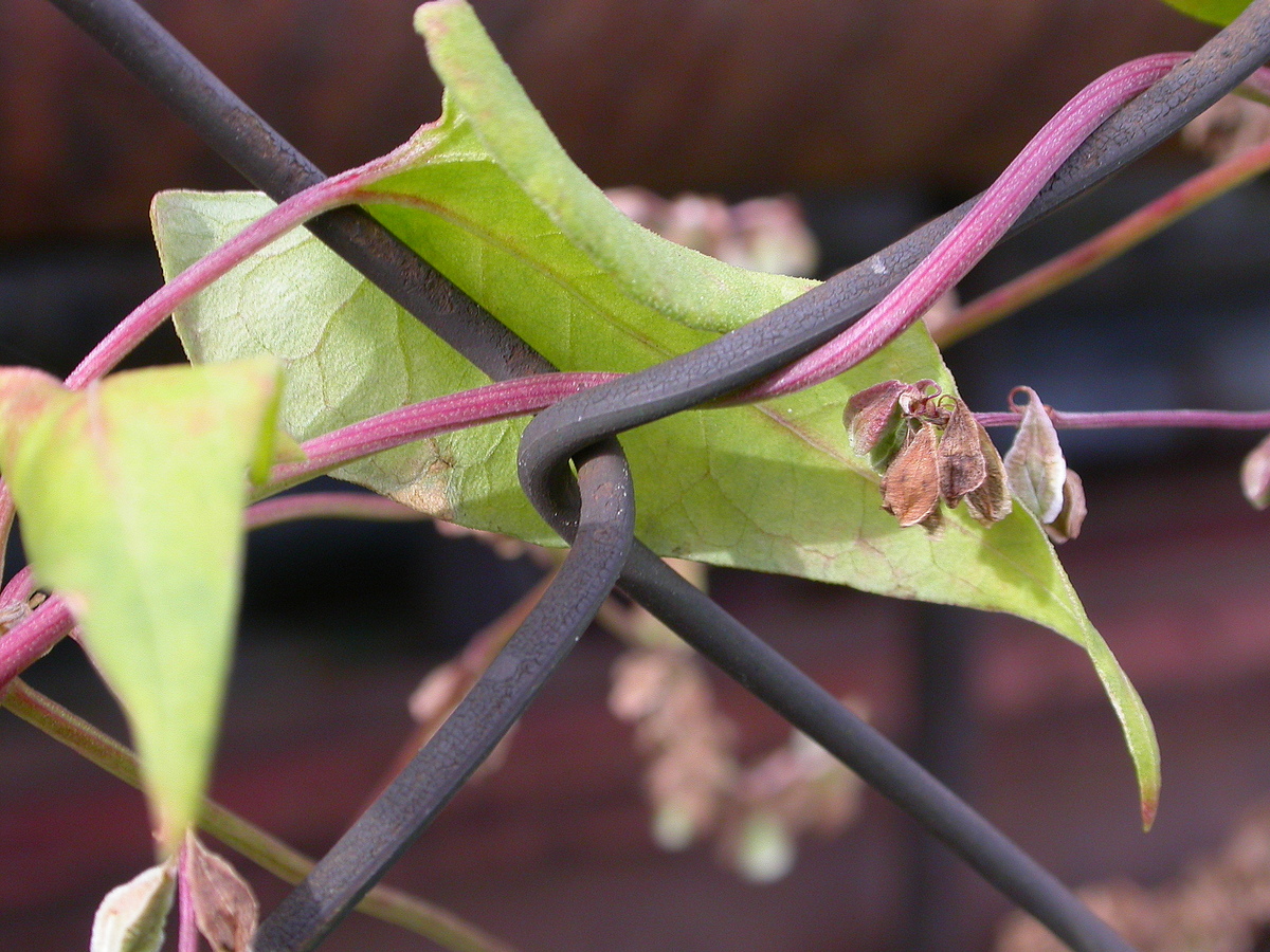 Fallopia dumetorum (door Peter Meininger)