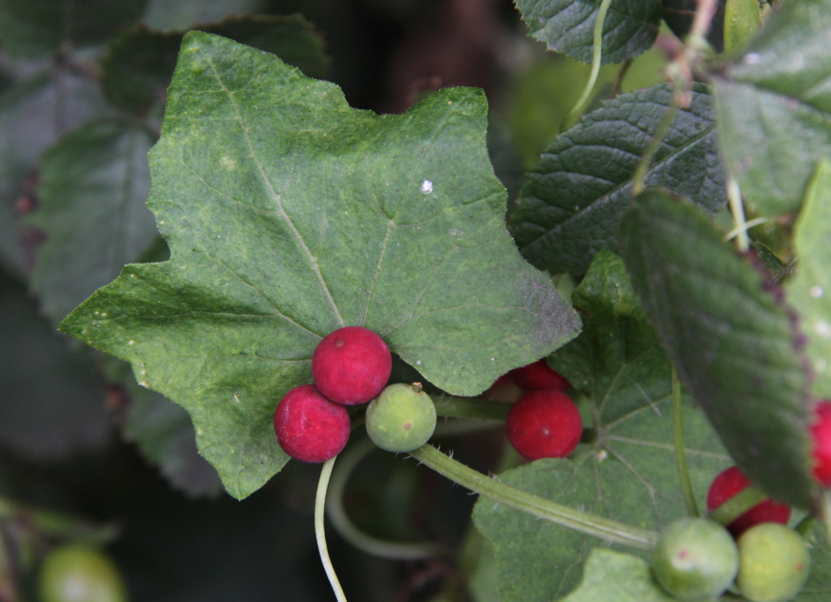 Bryonia dioica (door Peter Meininger)