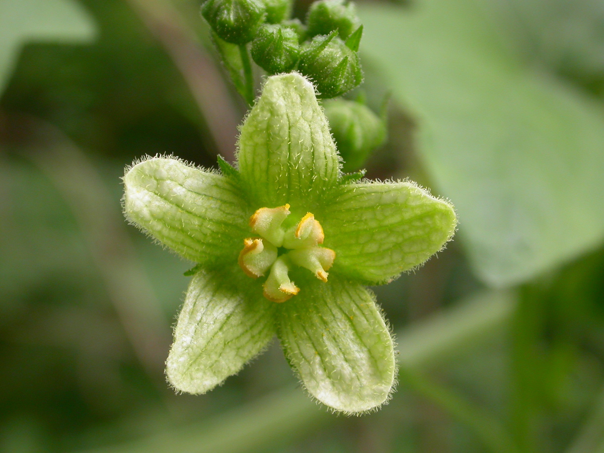 Bryonia dioica (door Peter Meininger)