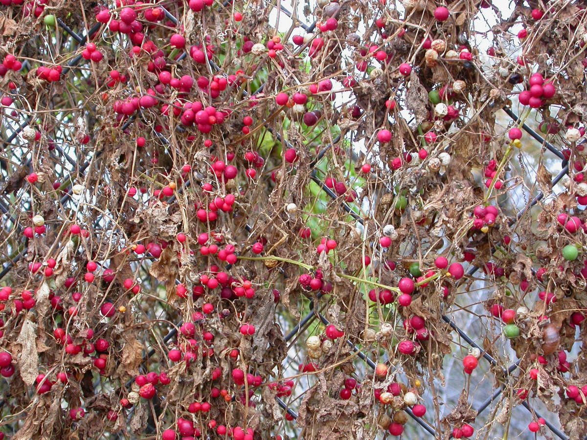 Bryonia dioica (door Peter Meininger)