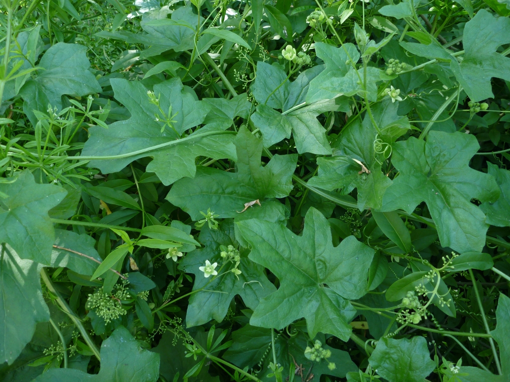 Bryonia dioica (door Cor Nonhof)