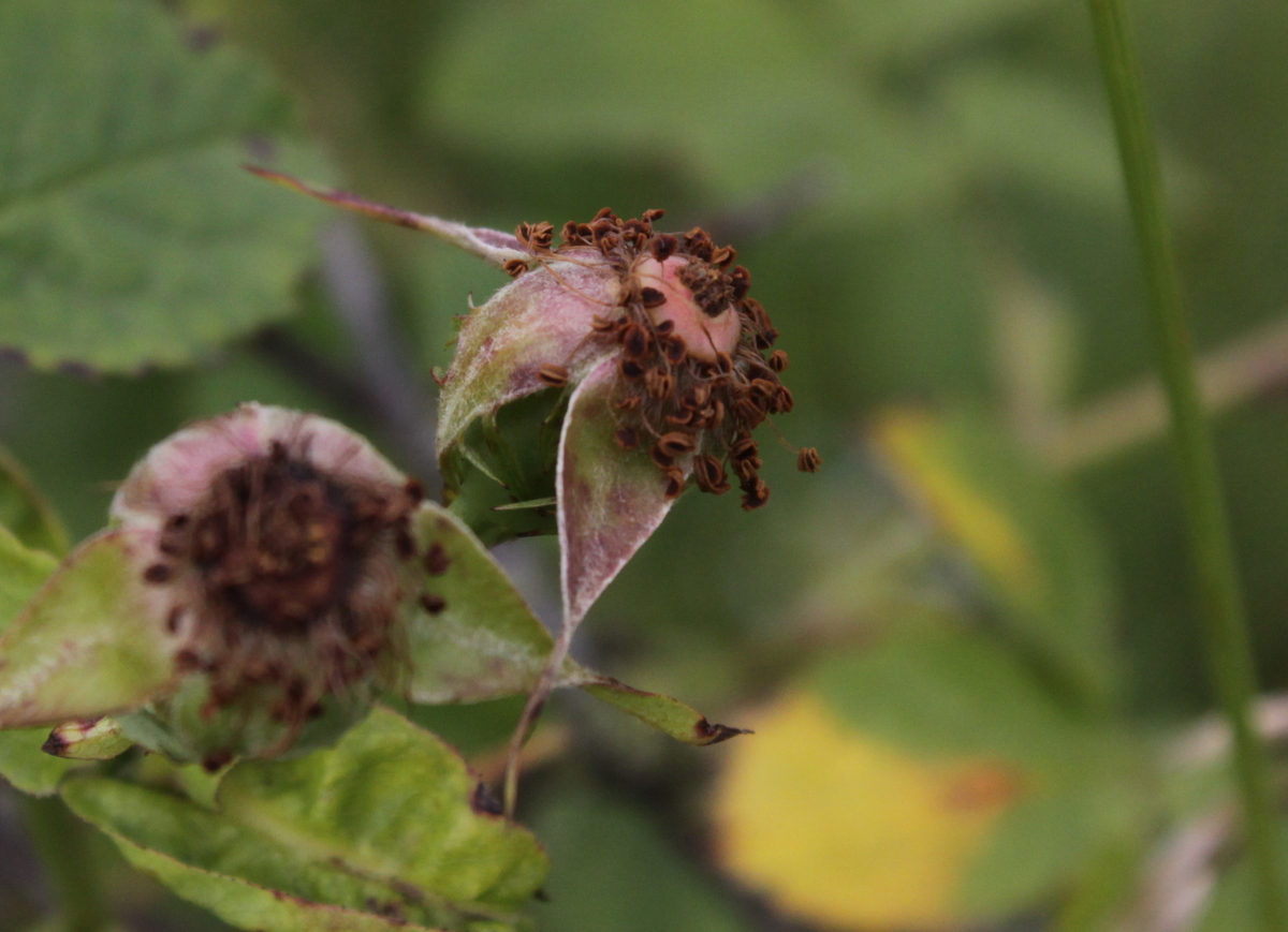 Rosa corymbifera (door Peter Meininger)