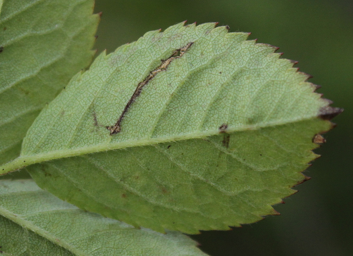 Rosa corymbifera (door Peter Meininger)