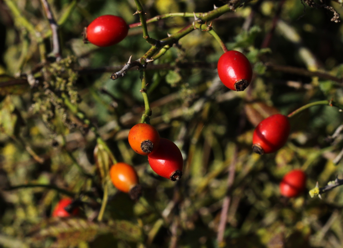 Rosa corymbifera (door Peter Meininger)