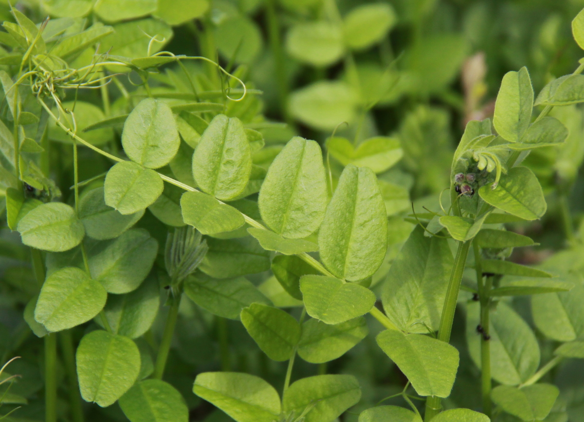 Vicia sepium (door Peter Meininger)