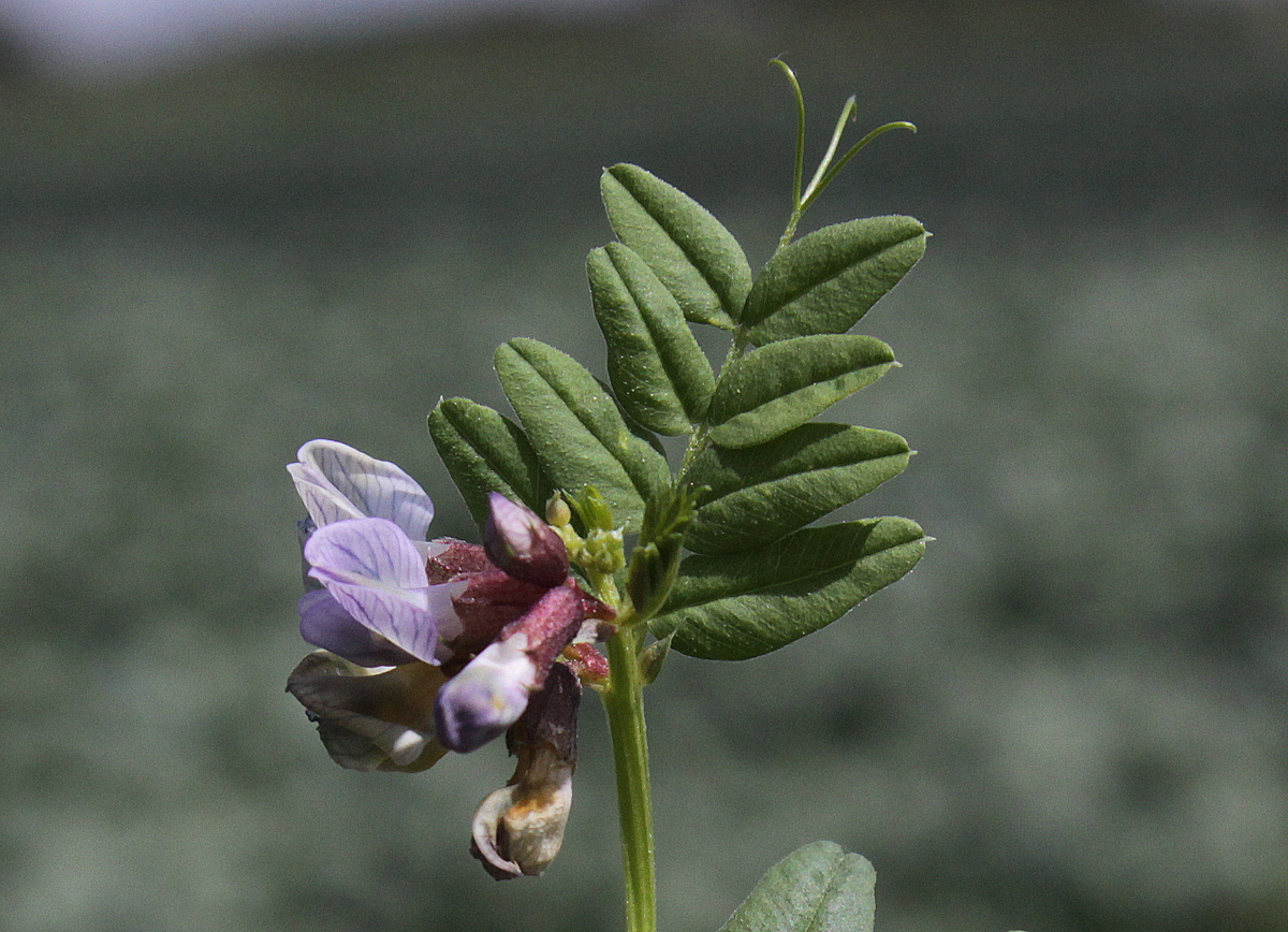 Vicia sepium (door Peter Meininger)