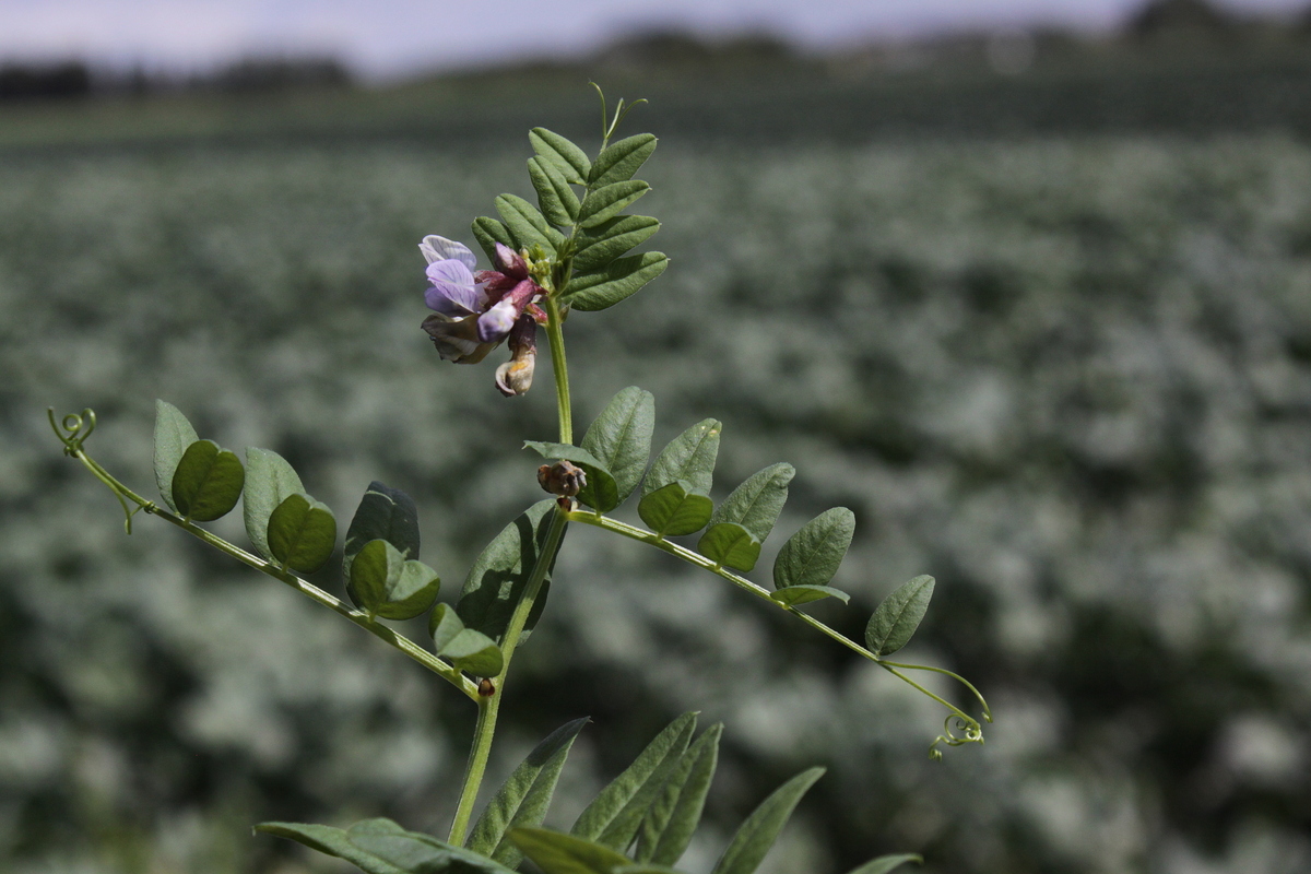 Vicia sepium (door Peter Meininger)