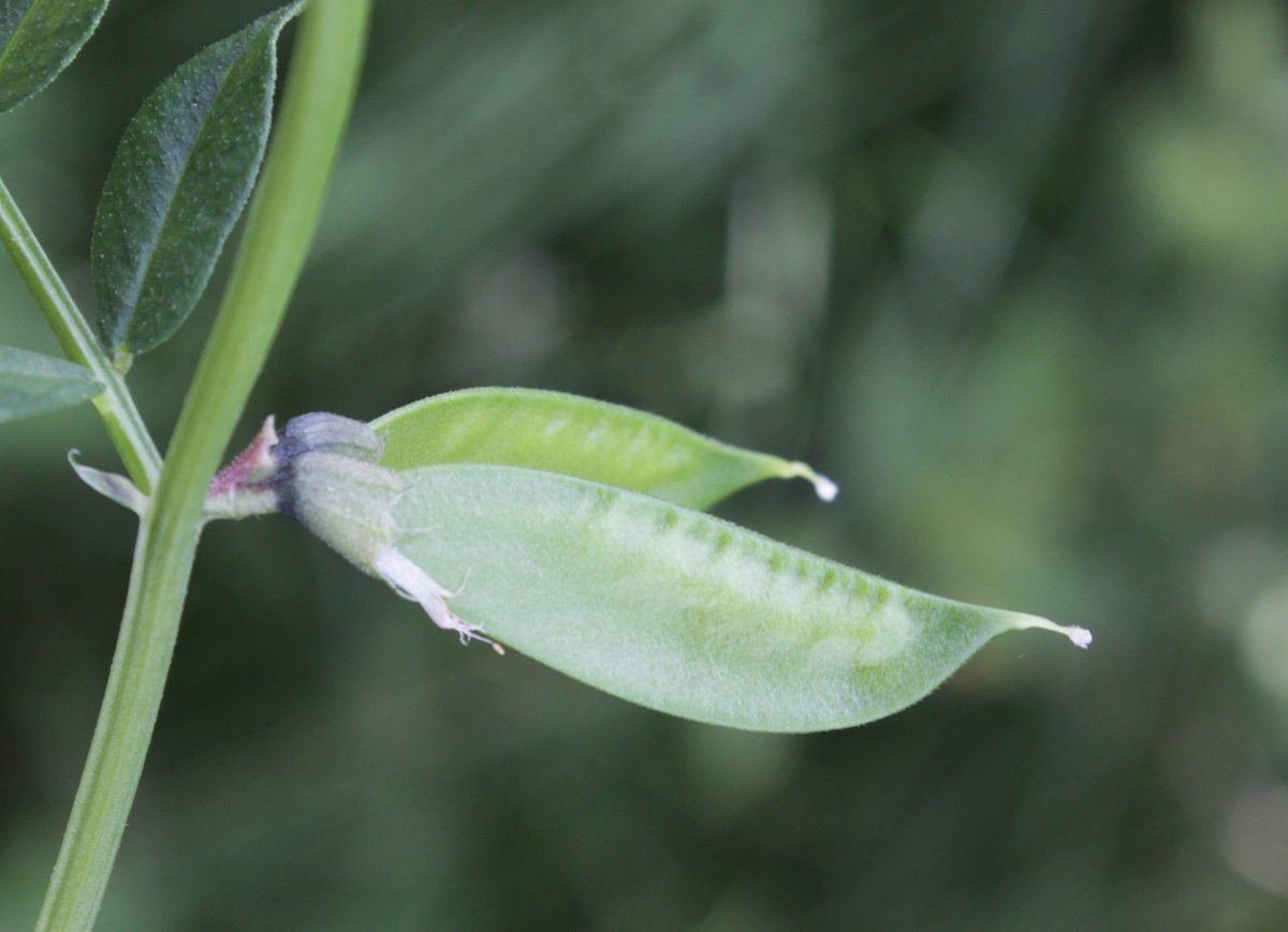 Vicia sepium (door Peter Meininger)