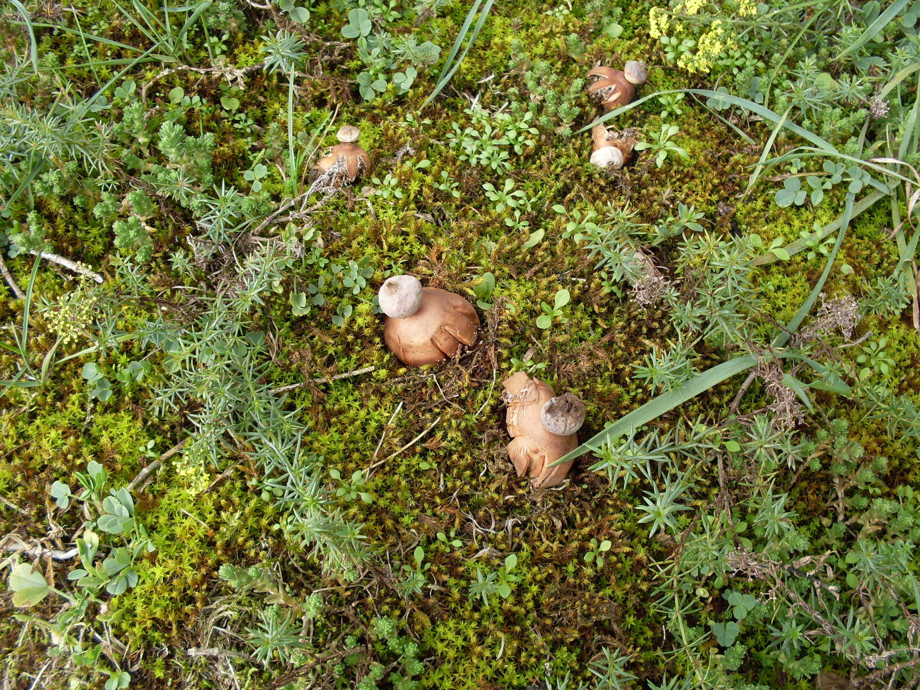 Geastrum schmiedelii (door Dick Kerkhof)