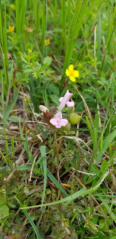 Pedicularis sylvatica (door Jannie Adema)