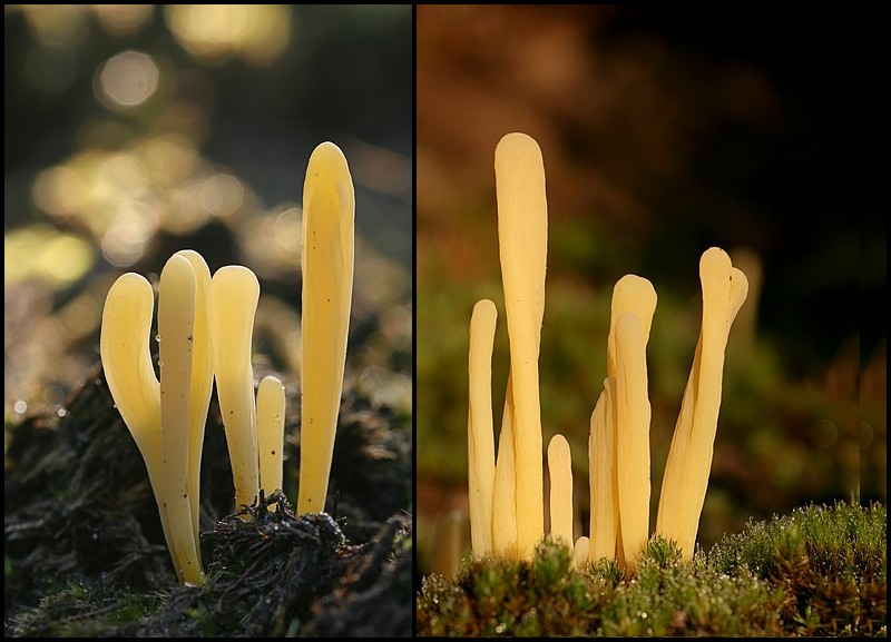 Clavaria argillacea (door Cees Klomp)