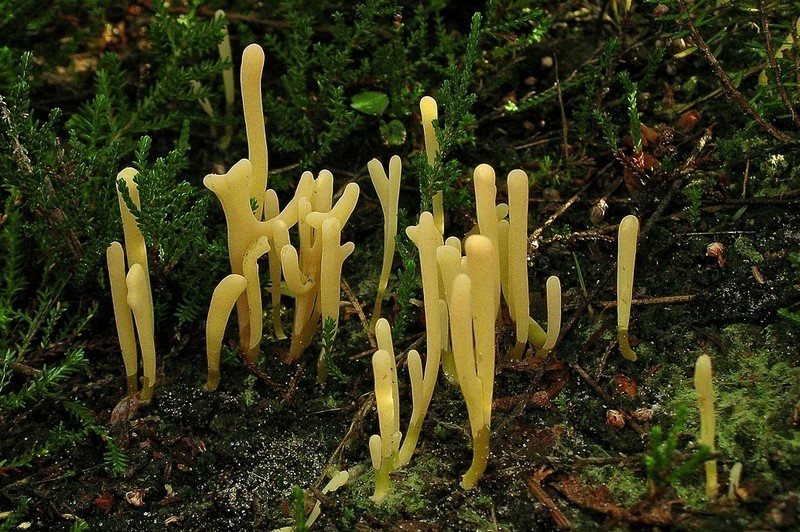 Clavaria argillacea (door Henk Huijser)