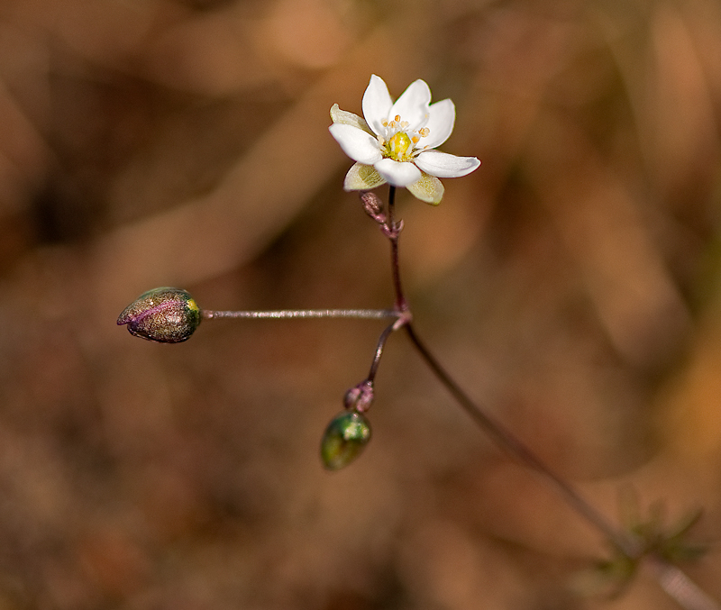 Spergula morisonii (door Wijnand van Buuren)