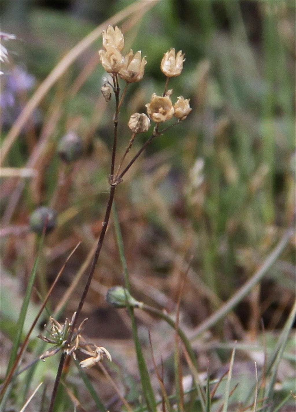 Spergula morisonii (door Peter Meininger)