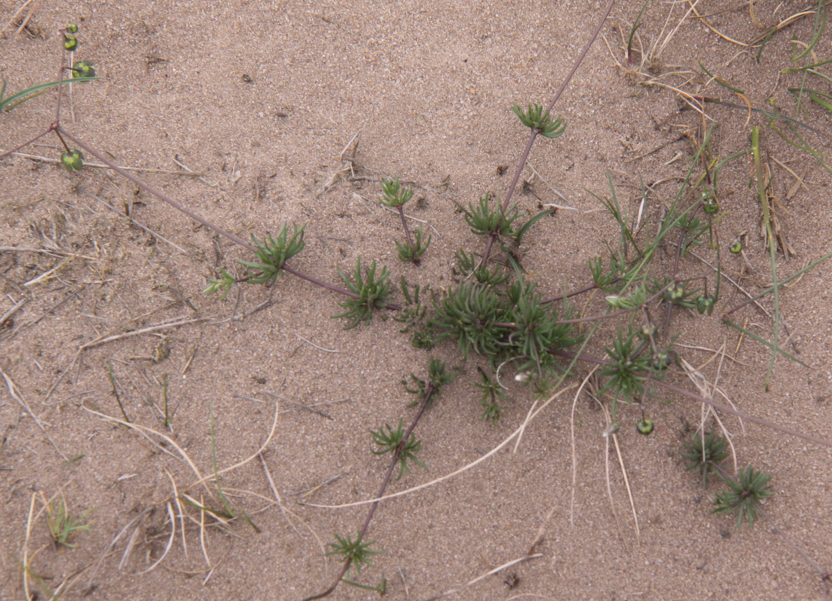 Spergula morisonii (door Peter Meininger)