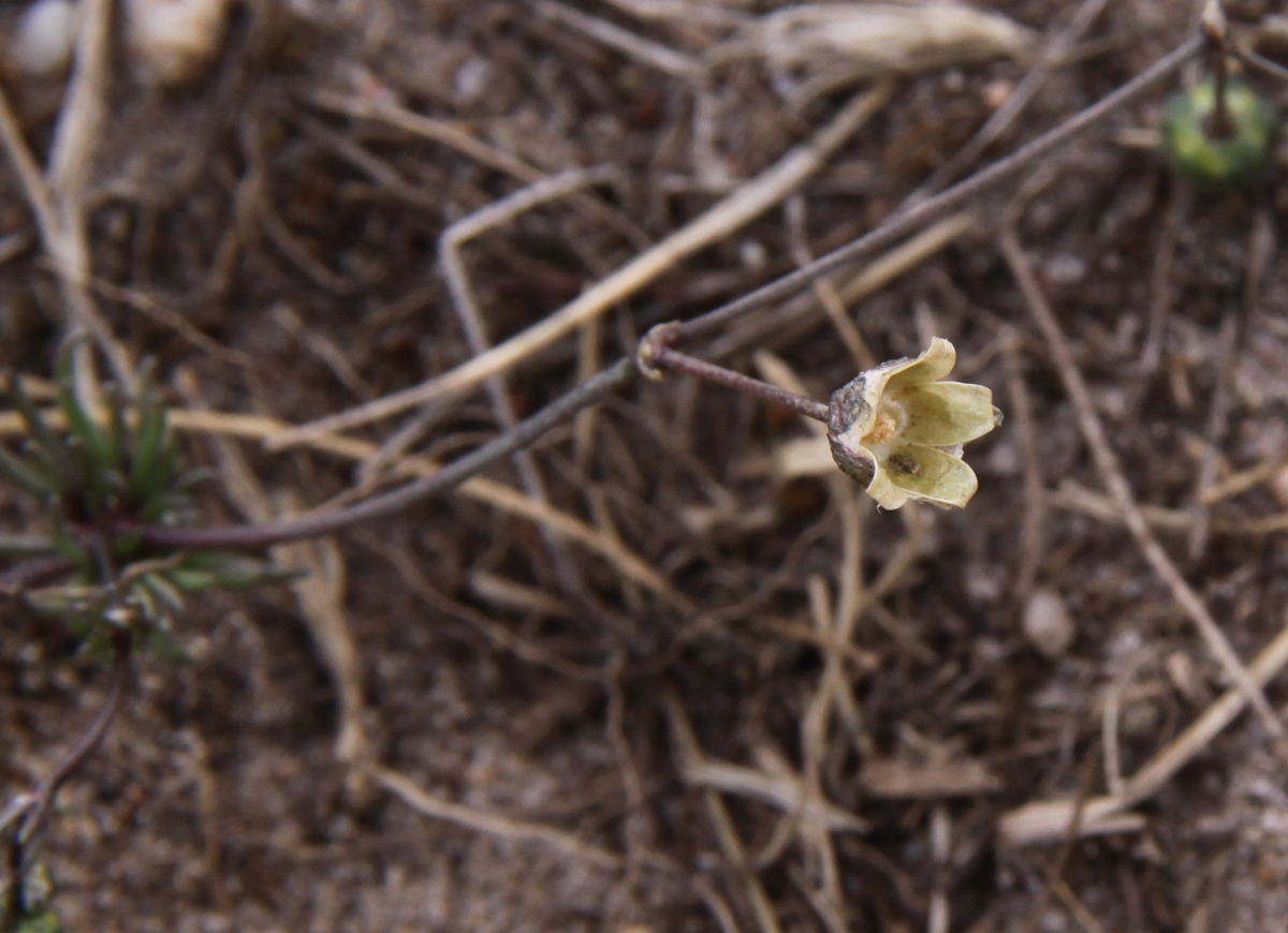 Spergula morisonii (door Peter Meininger)