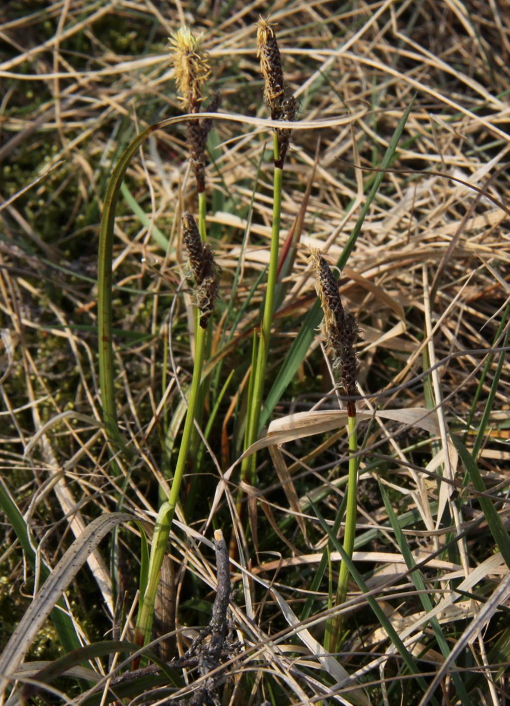 Carex ericetorum (door Peter Meininger)