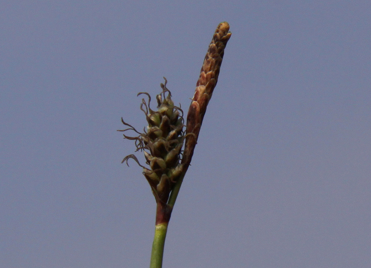 Carex ericetorum (door Peter Meininger)