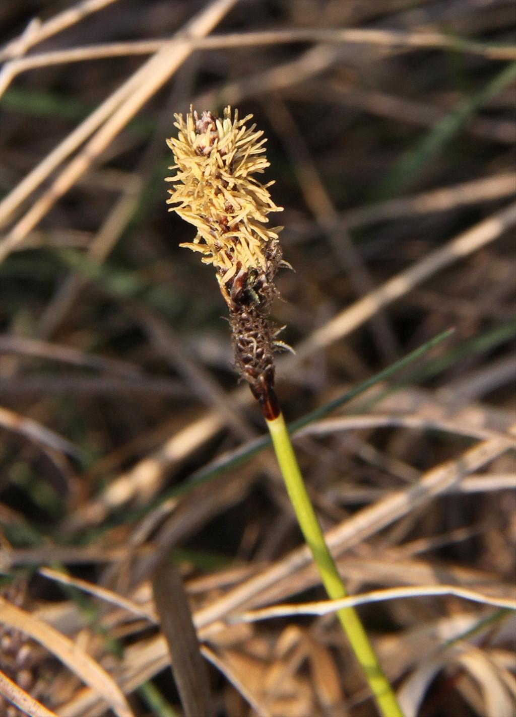 Carex ericetorum (door Peter Meininger)