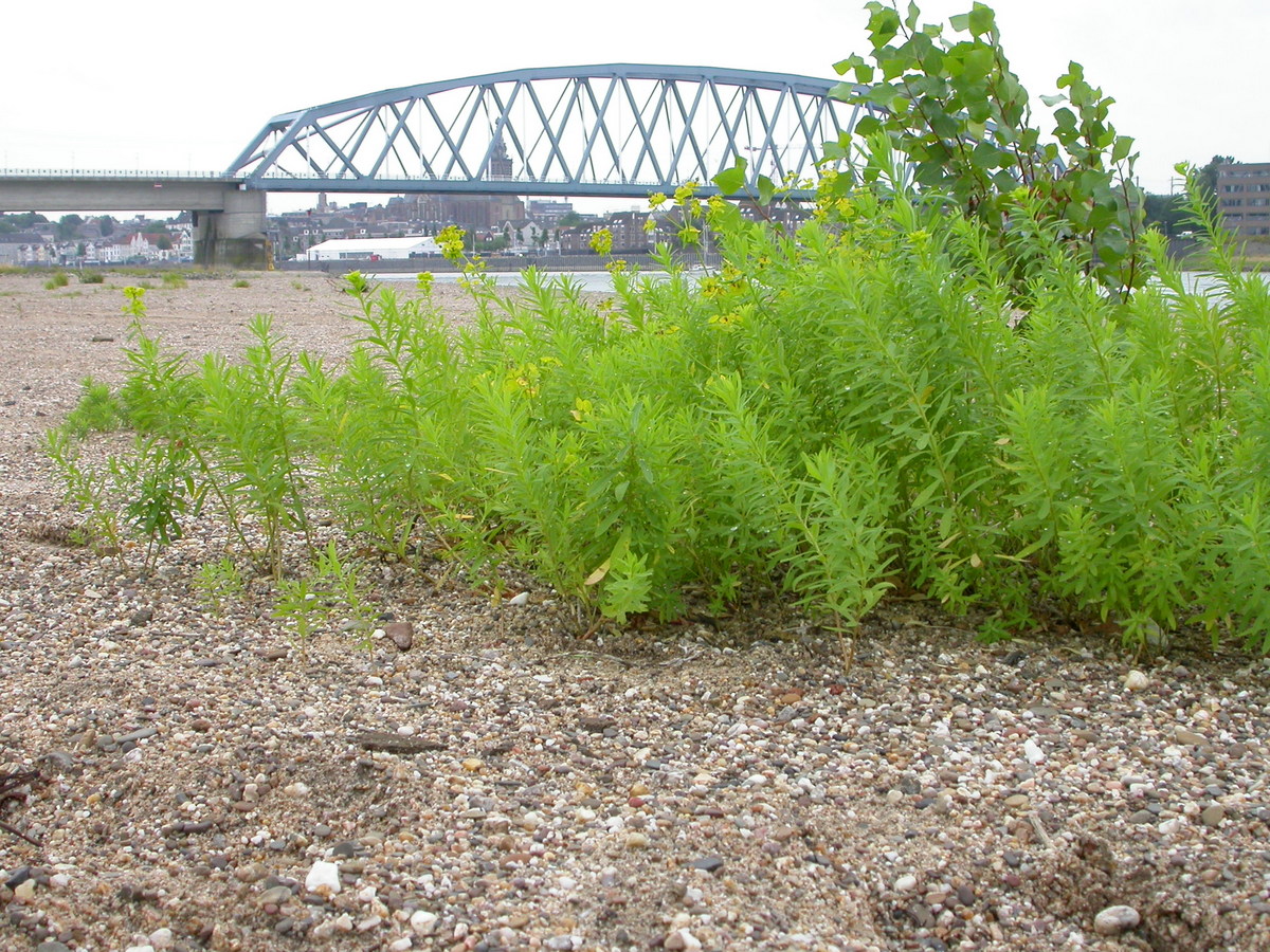 Euphorbia esula (door Peter Meininger)