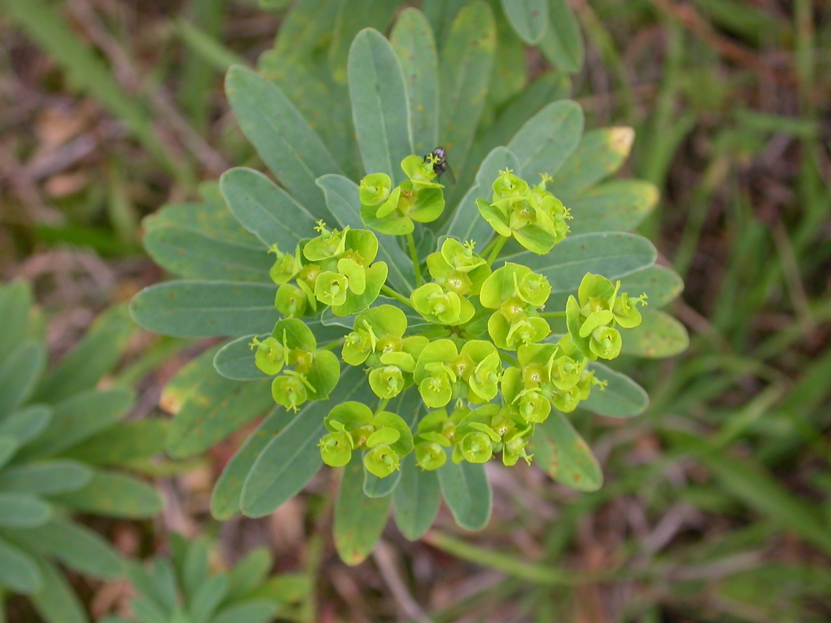 Euphorbia esula (door Peter Meininger)