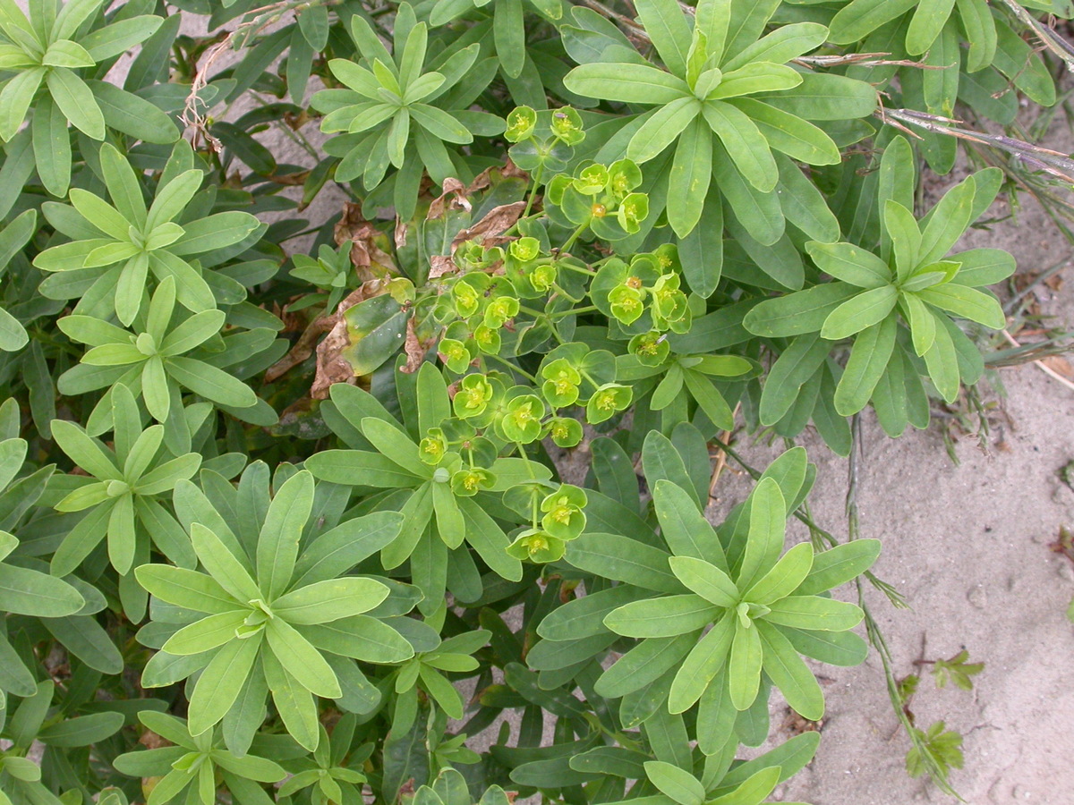 Euphorbia esula (door Peter Meininger)