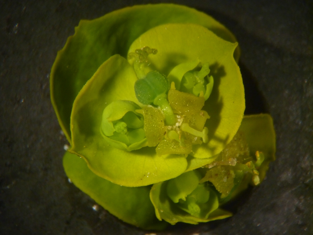 Euphorbia esula (door Cor Nonhof)