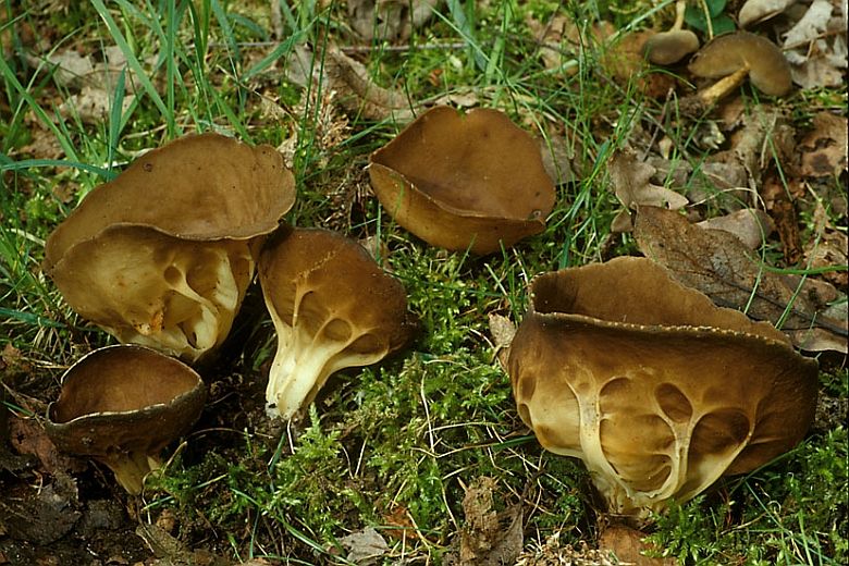 Helvella acetabulum (door Henk Huijser)