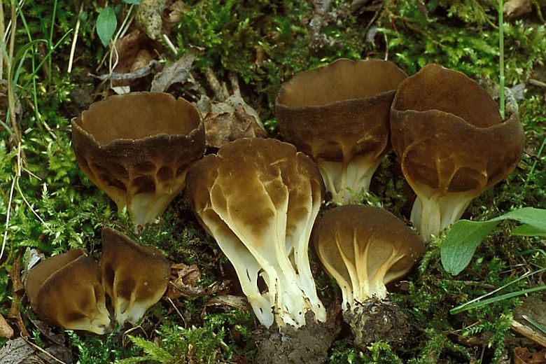 Helvella acetabulum (door Henk Huijser)