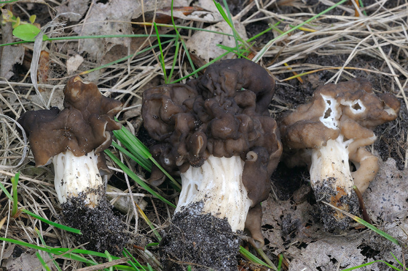 Helvella fusca (door Kik van Boxtel)