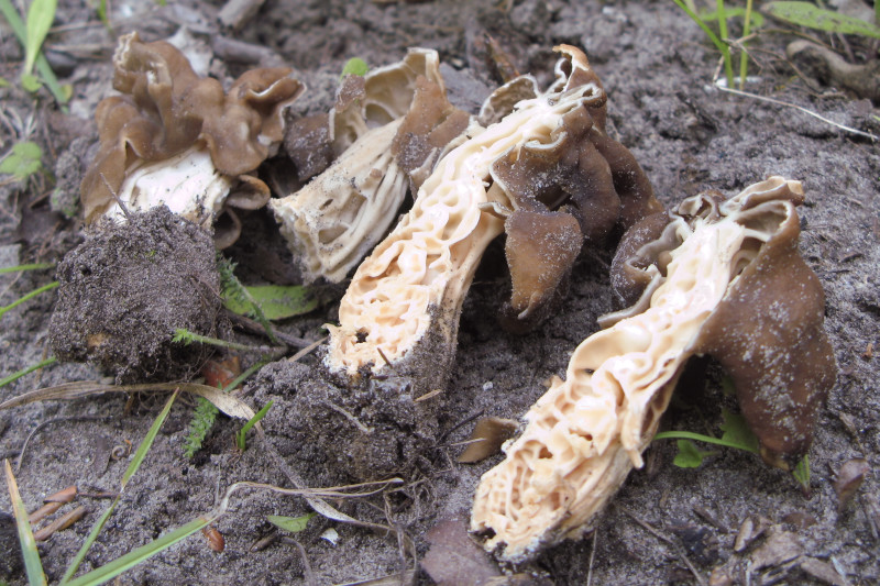 Helvella fusca (door Martijn Oud)