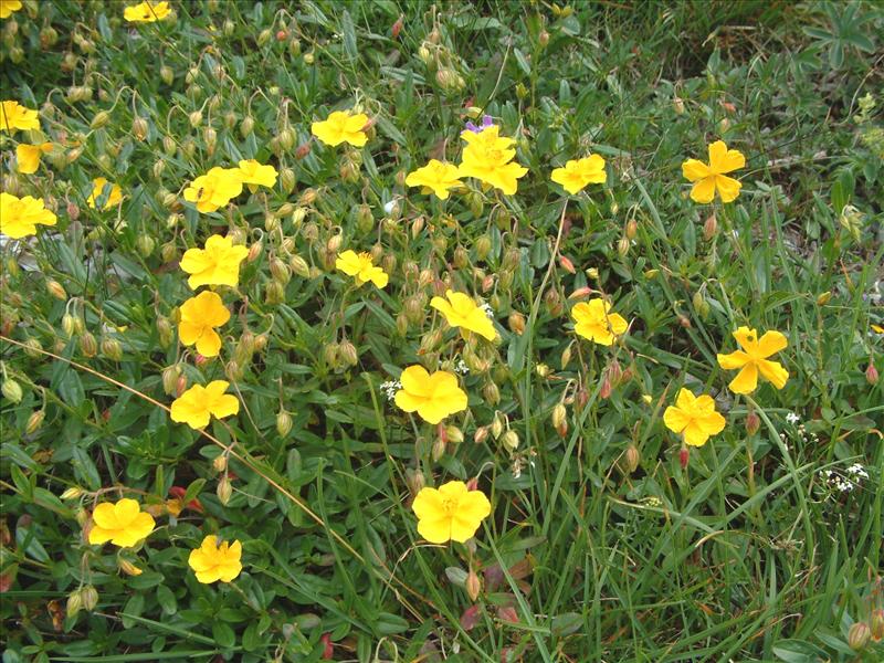 Helianthemum nummularium (door Adrie van Heerden)