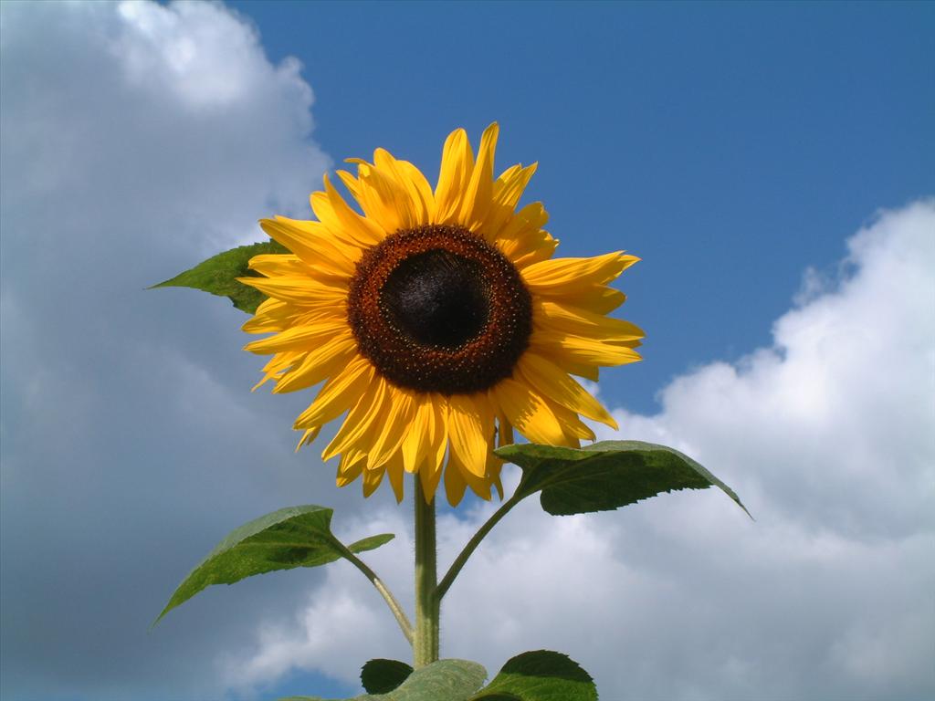 Helianthus annuus (door Adrie van Heerden)