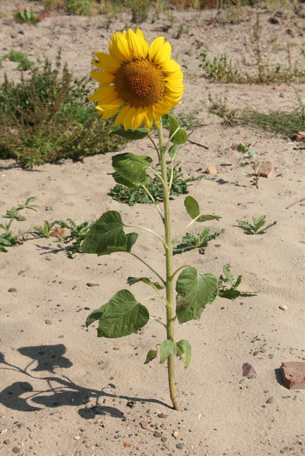 Helianthus annuus (door Gertjan van Mill)