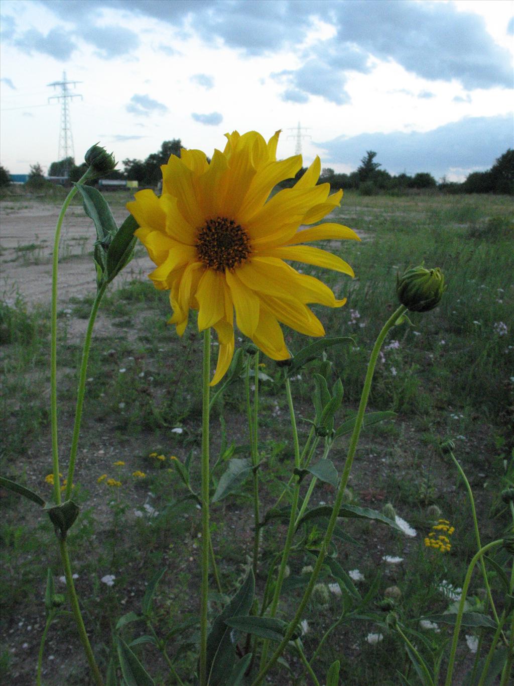 Helianthus tuberosus (door Gertjan van Mill)