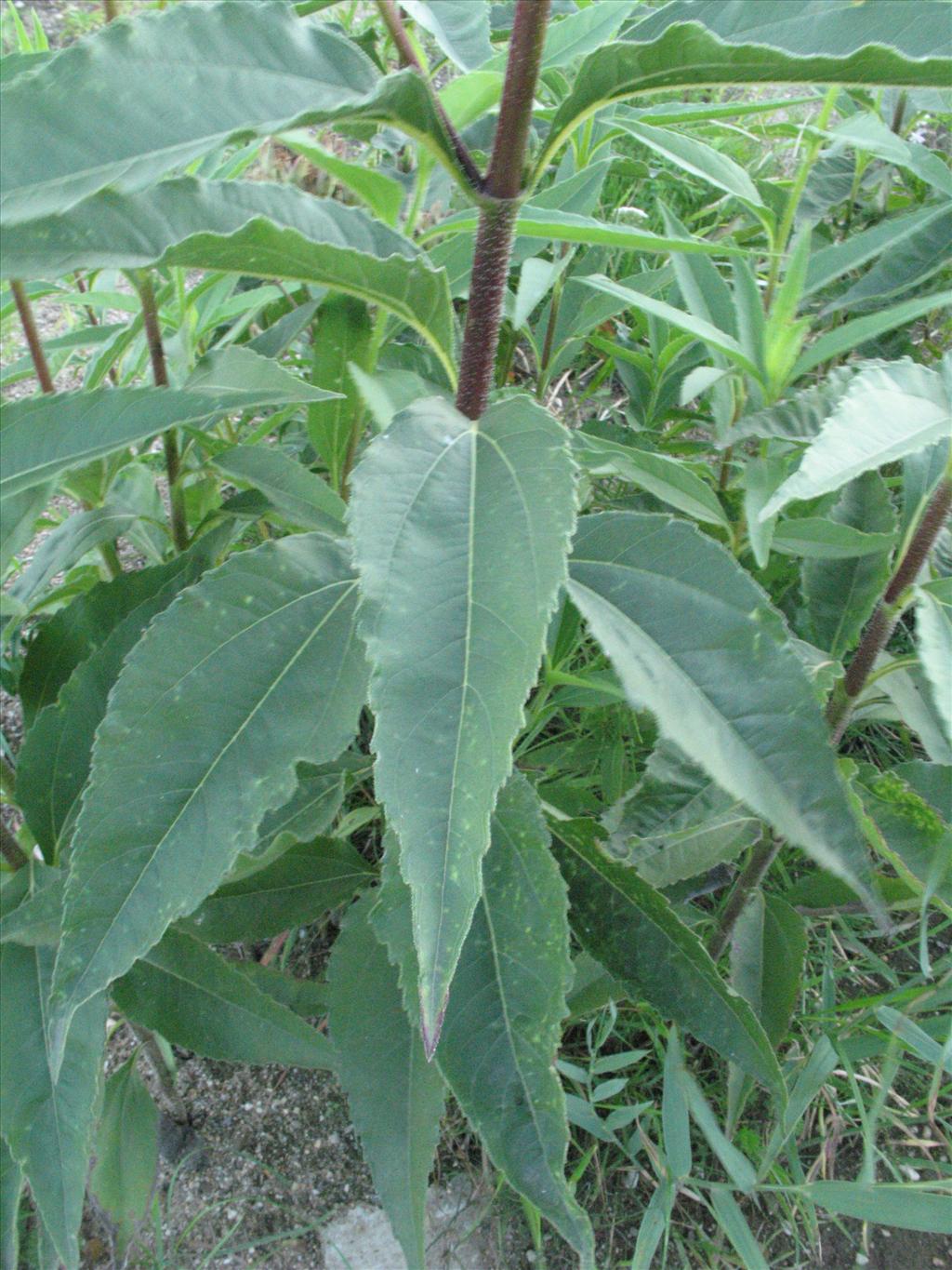 Helianthus tuberosus (door Gertjan van Mill)