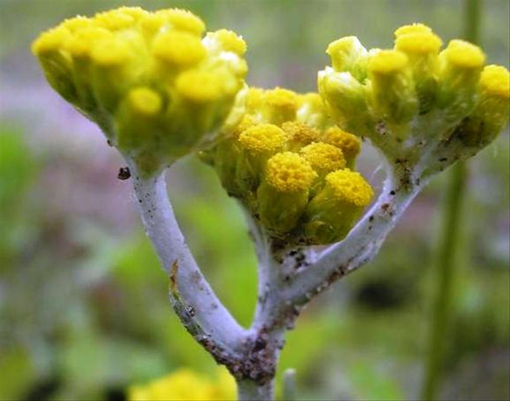 Helichrysum arenarium (door Erik Simons)