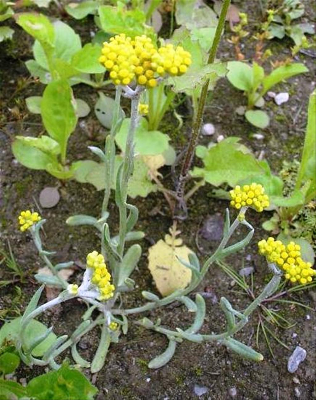 Helichrysum arenarium (door Erik Simons)