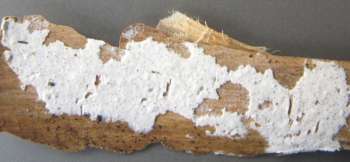 Helicogloea farinacea (door Hermien Wassink)