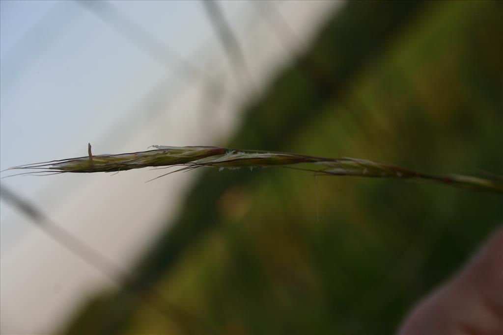 Helictochloa pratensis (door Niels Jeurink)