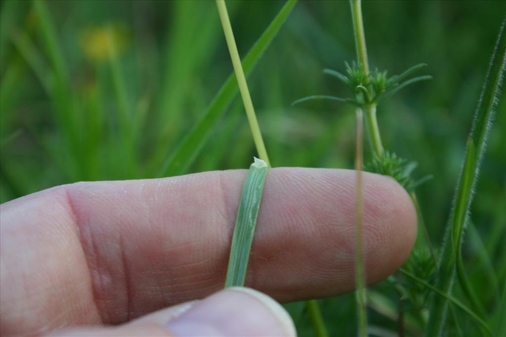 Helictochloa pratensis (door Niels Jeurink)