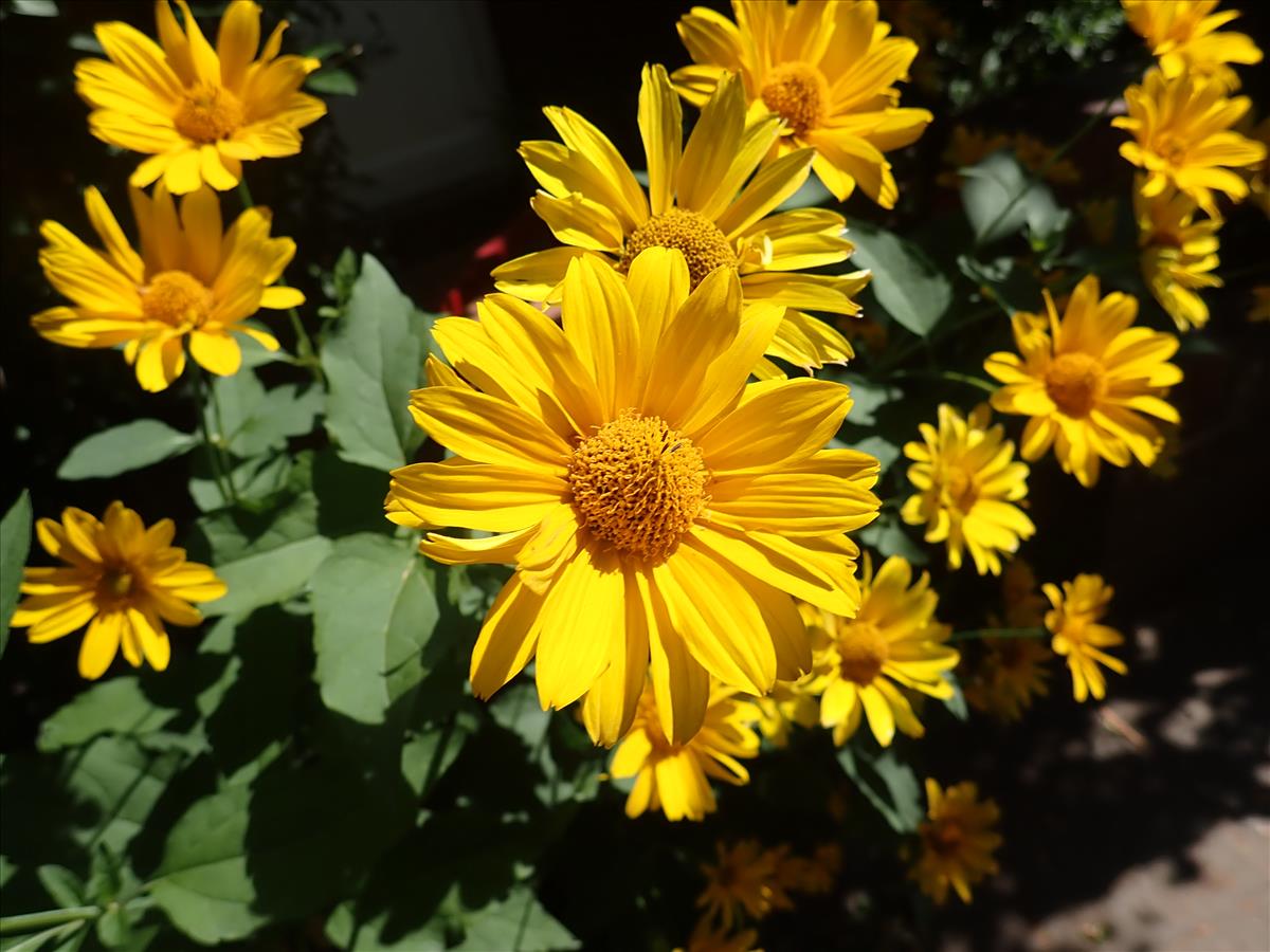 Heliopsis helianthoides (door Aad van Diemen)