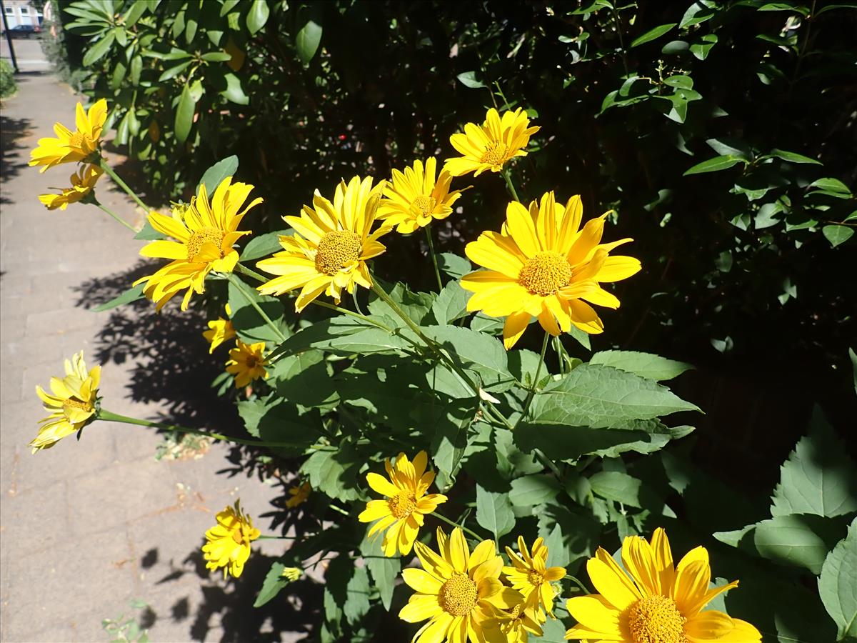 Heliopsis helianthoides (door Aad van Diemen)