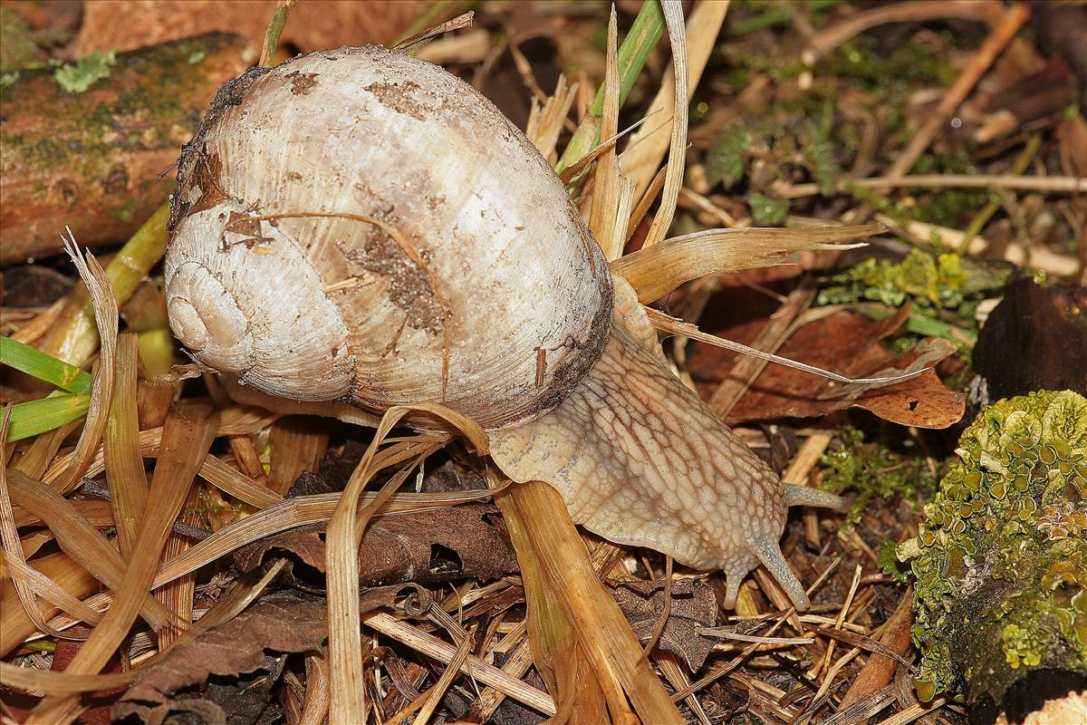 Helix pomatia (door Jan Kersten)