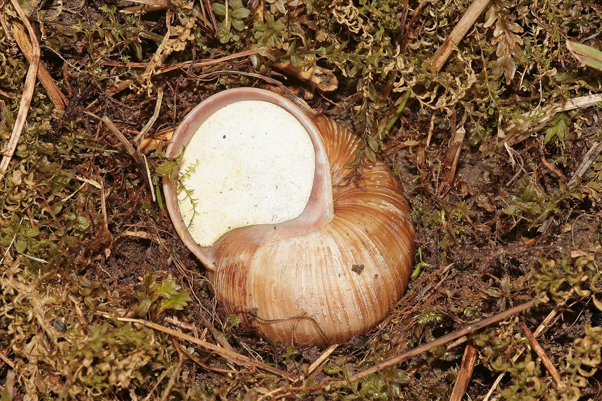 Helix pomatia (door Jan Kersten)