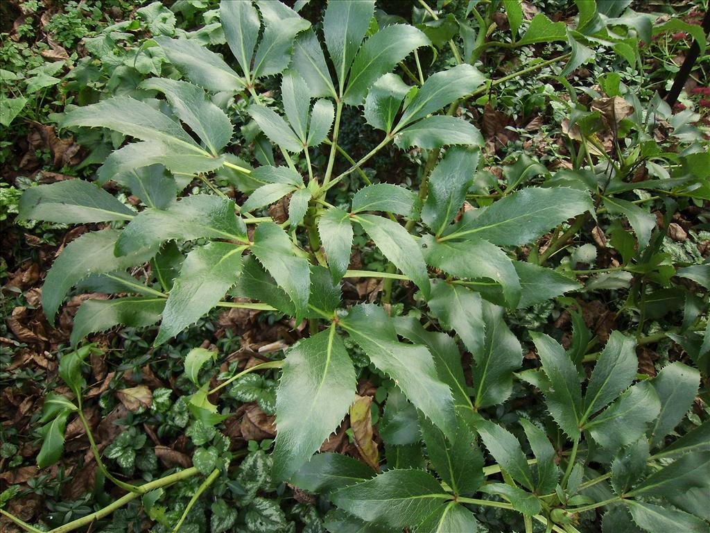 Helleborus argutifolius (door Toon Verrijdt)