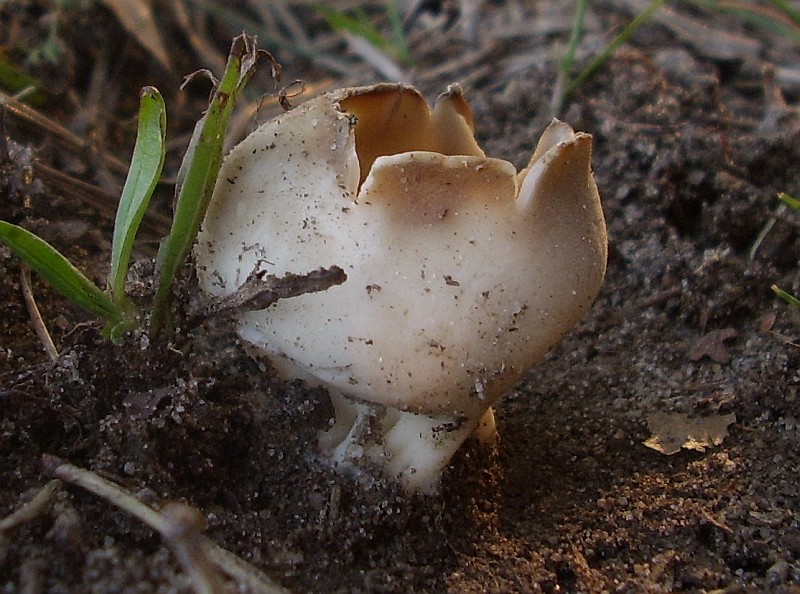 Helvella leucomelaena (door Alina Billekens-Starzynska)