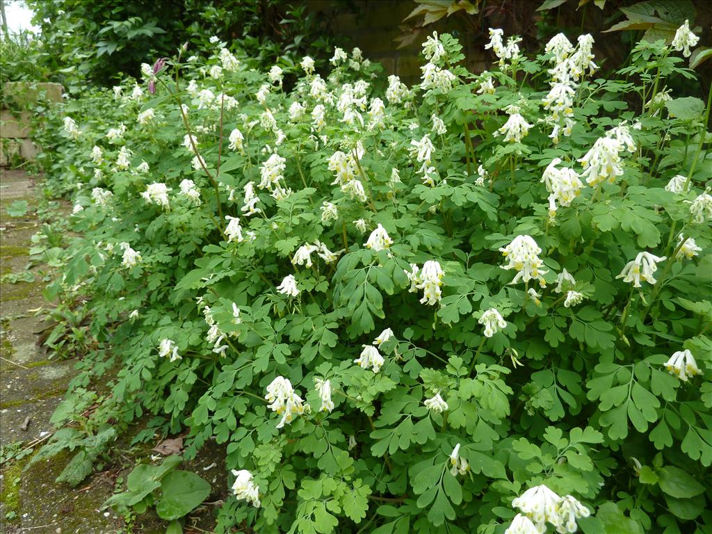 Pseudofumaria alba (door Marian Baars)