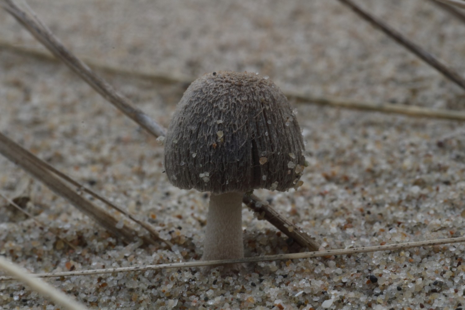 Coprinopsis ammophilae (door Peter Peperkamp)